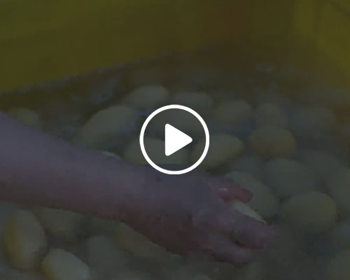 螺旋去皮機(jī)