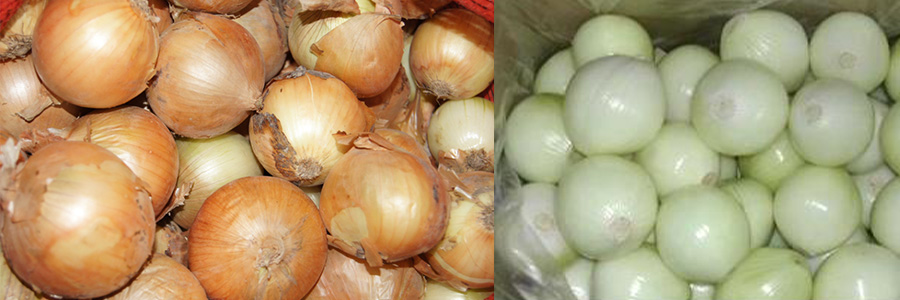 洋蔥去皮機 洋蔥去皮機