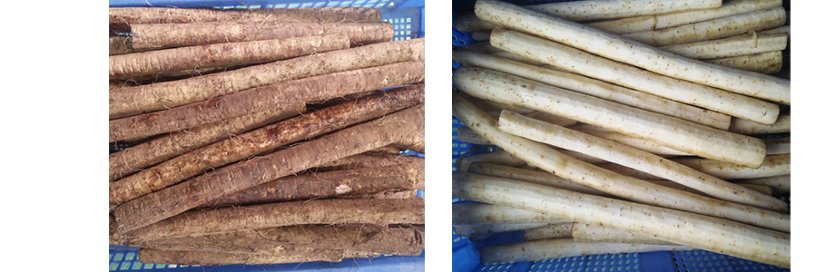 牛蒡去皮機(jī) 牛蒡去皮機(jī)