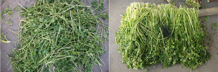 翻浪清洗除毛機 翻浪清洗除毛機