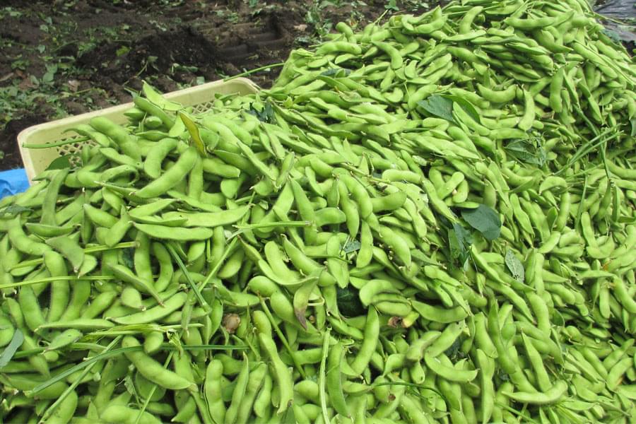 大型毛刷清洗機 大型毛刷清洗機