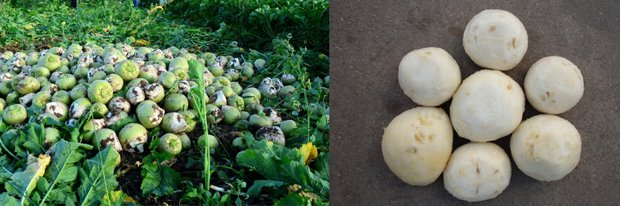 螺旋去皮機 螺旋去皮機